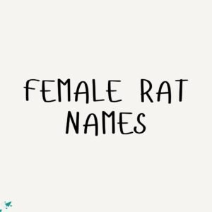 female rat names